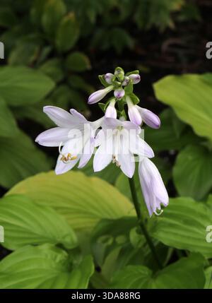 Lys plantain parfumé ou lys d'août, Hosta plantaginea 'Honeybells', Asparagacées. Chine, Asie. Banque D'Images