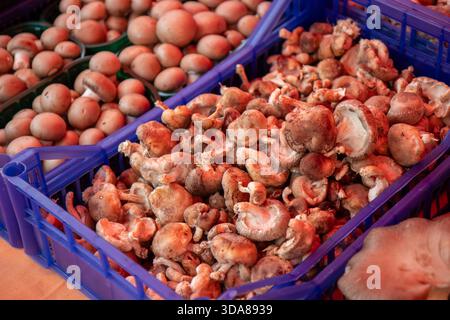 Champignons shiitake dans une caisse bleue et champignons cremini ou blancs dans une caisse verte, présentant des légumes frais et sains sur un marché Banque D'Images