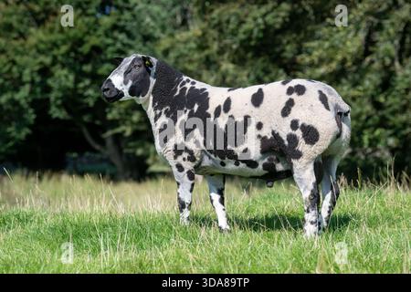Pedigree bélier tacheté néerlandais dans un pâturage en Écosse, au Royaume-Uni. Banque D'Images