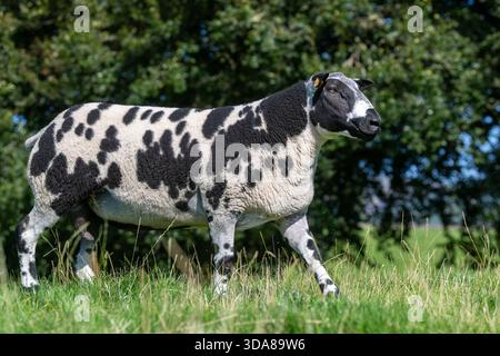 Pedigree bélier tacheté néerlandais dans un pâturage en Écosse, au Royaume-Uni. Banque D'Images
