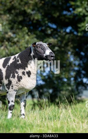 Pedigree bélier tacheté néerlandais dans un pâturage en Écosse, au Royaume-Uni. Banque D'Images