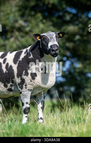 Pedigree bélier tacheté néerlandais dans un pâturage en Écosse, au Royaume-Uni. Banque D'Images