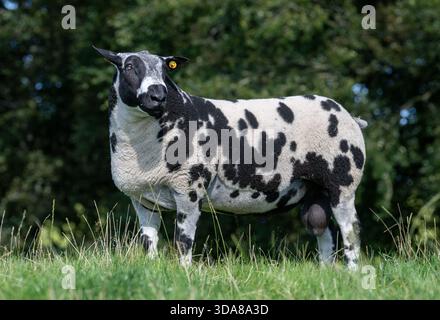 Pedigree bélier tacheté néerlandais dans un pâturage en Écosse, au Royaume-Uni. Banque D'Images