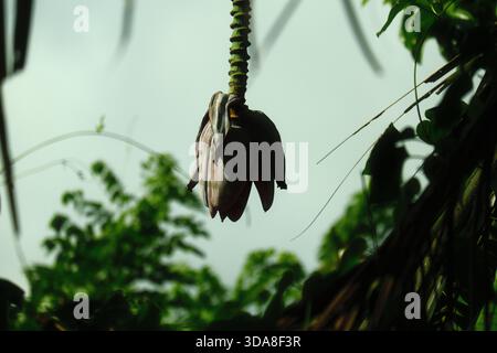 Fleur de banane suspendue ou glaucum Ensete de la plante de bananier Banque D'Images