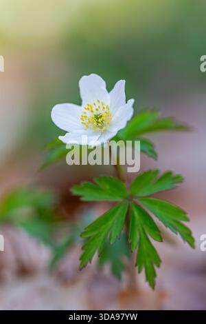 Anémone des bois / thimbleweed européenne (Anemone nemorosa) gros plan d'une fleur blanche montrant des étamines jaunes fleurissant dans la forêt printanière Banque D'Images