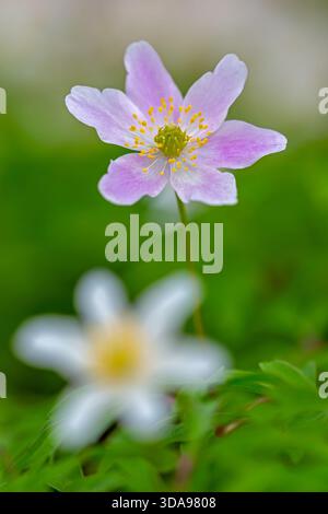 Anémone de bois rose et blanche / thimbleweed européenne (Anemone nemorosa) floraison en forêt au printemps Banque D'Images