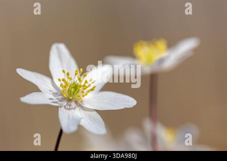 Anémone des bois / thimbleweed européenne (Anemone nemorosa) gros plan d'une fleur blanche montrant des étamines jaunes fleurissant dans la forêt printanière Banque D'Images