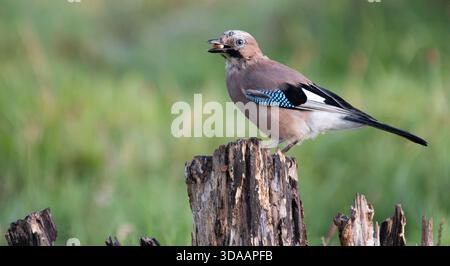 jay eurasien (Garrulus glandarius) perché sur souche d'arbre, South Yorkshire, Royaume-Uni Banque D'Images