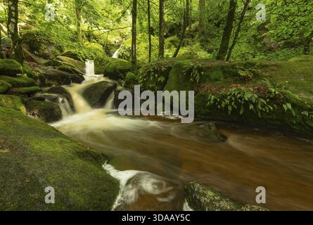 Un petit ruisseau traverse une forêt mixte couverte de mousse (Picea abies et Fagus sylvatica) entourée de verdure luxuriante et d'arbres (Gertelsbach Waterfal Banque D'Images