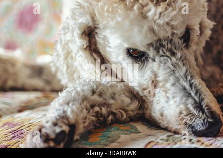 Un chien blanc moelleux détendu, caniche, caniche roi, est couché sur un fond coloré sur un canapé avec sa tête sur une patte, Cologne, Rhénanie du Nord-Westphalie, Banque D'Images