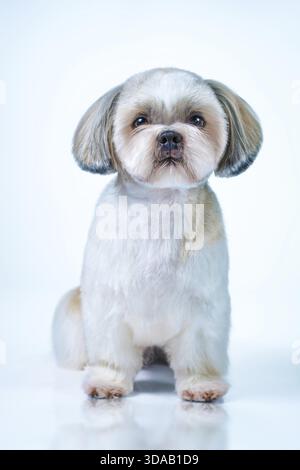 Chien Shih tzu avec les cheveux courts après le toilettage vue de face. Sur fond blanc et bleu vif Banque D'Images
