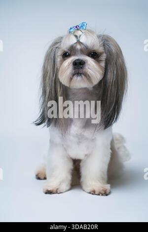 Shih tzu chien avec les cheveux courts après la vue de profil de toilettage. Sur fond blanc et bleu vif Banque D'Images