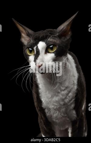 Portrait de Cornish Rex regardant dans la caméra isolé sur fond noir Banque D'Images