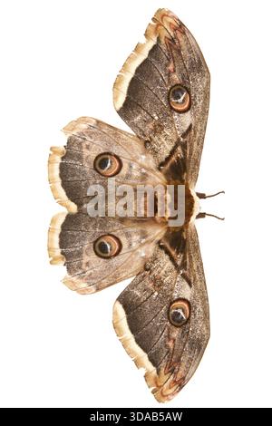 Le beau papillon papillon de soie géant appelé Cecropia moth isolé sur fond blanc Banque D'Images