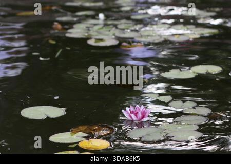 Beau lis rose sur l'eau entouré de feuilles vertes Banque D'Images