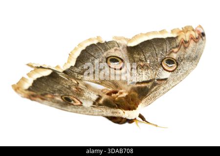 Le beau papillon papillon de soie géant appelé Cecropia moth isolé sur fond blanc Banque D'Images