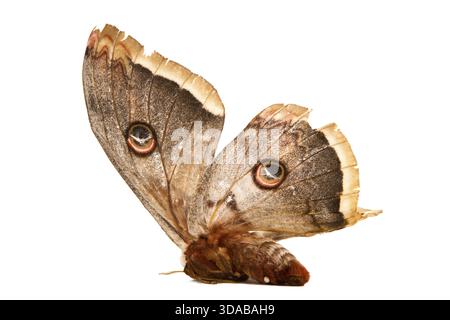 Le beau papillon papillon de soie géant appelé Cecropia moth isolé sur fond blanc Banque D'Images