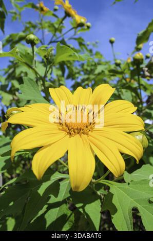 Tournesol mexicain ou de mauvaises herbes, fleurs Tithonia diversifolia sont jaunes vifs Banque D'Images
