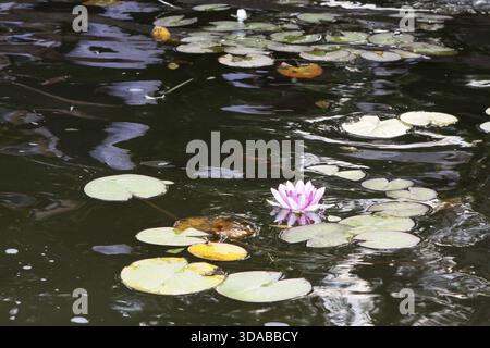 Beau lis rose sur l'eau entouré de feuilles vertes Banque D'Images