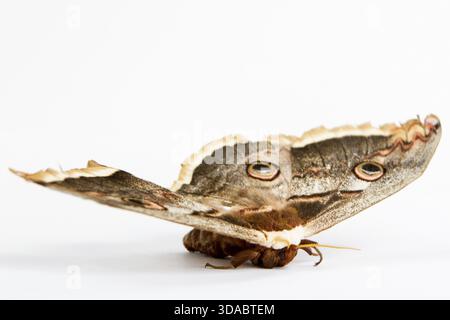 Le beau papillon papillon de soie géant appelé Cecropia moth isolé sur fond blanc Banque D'Images