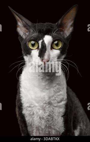 Portrait de Cornish Rex regardant dans la caméra isolé sur fond noir Banque D'Images