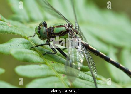 Libellule (Ophiogomphus carolus) reposant sur une fougère dans le comté de Florence dans les northwoods du Wisconsin. Banque D'Images