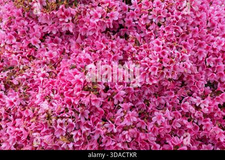 Rhododendron obtusum grex (section Tsutsusi) fleurit au printemps, plante à feuilles persistantes à fleurs de la famille des Ericaceae. Banque D'Images
