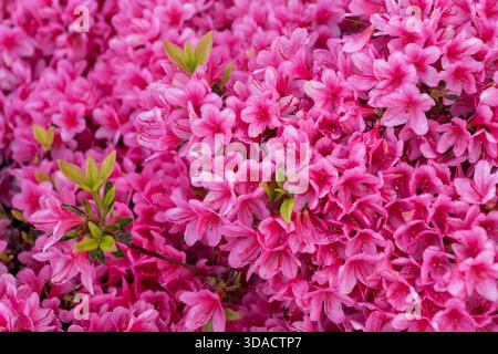 Rhododendron obtusum grex (section Tsutsusi) fleurit au printemps, plante à feuilles persistantes à fleurs de la famille des Ericaceae. Banque D'Images