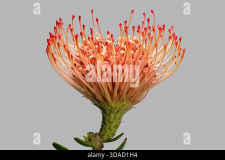 Gros plan de belle fleur de protéa rouge et orange sugarbush sur fond gris Banque D'Images