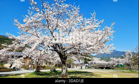 Kyoto, Japon, 29 mars 2023 le cerisier en pleine floraison par un jour ensoleillé de printemps, montrant un pont en bois et des bâtiments dans un cadre traditionnel japonais Banque D'Images