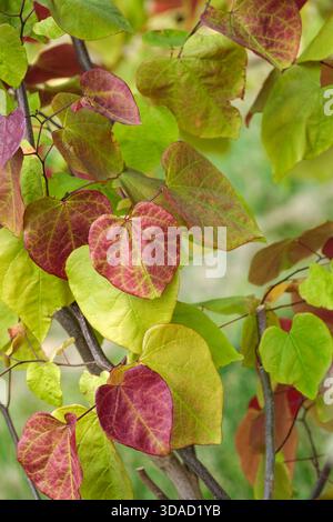 Cercis canadensis flamme éternelle, rougeoyen de l'est flamme éternelle, feuilles rouges qui se tournent vers des nuances d'orange et de jaune de mai à automne Banque D'Images