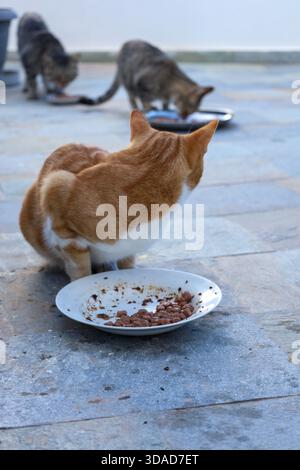 Un groupe de trois chats mange dans des assiettes séparées sur une surface extérieure carrelée de pierre. Banque D'Images