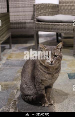 Un chat gris est assis debout sur un sol carrelé de pierre, entouré de chaises en rotin tressé. Banque D'Images