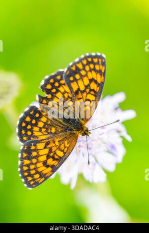 Fritillaire de bruyère (Melitaea athalia, Mellicta athalia), sur une fleur, vue de dessus, Autriche Banque D'Images