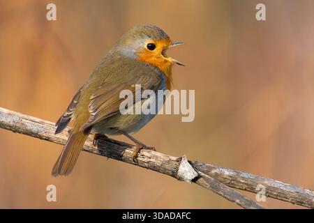 robin européen (Erithacus rubecula), mâle assis sur une branche, chantant, Italie, Toscane Banque D'Images