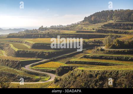 Terrasses viticoles à Kaiserstuhl in the Haze, Allemagne, Bade-Wuerttemberg, Vogtsburg im Kaiserstuhl Banque D'Images