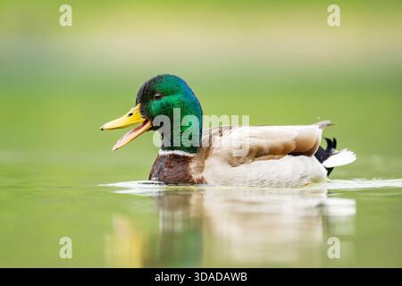 Colvert (Anas platyrhynchos), canard sur l'eau, quacking, Allemagne, Bavière Banque D'Images
