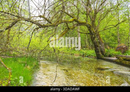 Arbre couvert de mousse au-dessus d'un ruisseau au printemps, Allemagne, Bavière Banque D'Images
