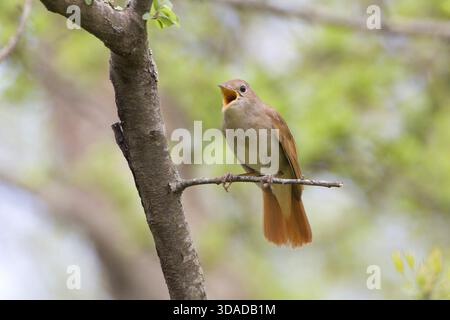 nightingale, nightingale commune, nightingale roufous (Luscinia megarhynchos), perches chantant sur une branche, Italie, Toscane Banque D'Images