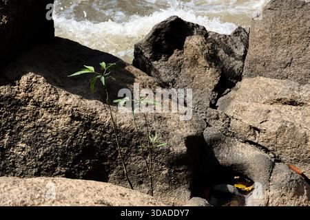 Résiliente petite plante verte pousse sur la pierre accidentée à côté de la rivière qui coule. scène naturelle paisible et sereine montrant la force, la croissance, la vie et l'espoir en Banque D'Images