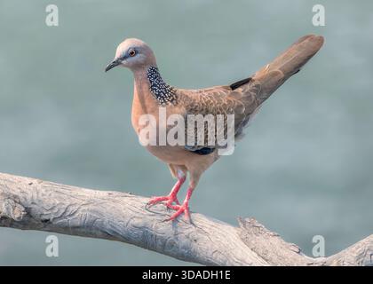 Vue latérale rapprochée d'une colombe tachetée sauvage (Spilopelia chinensis) debout sur une branche altérée, Australie Banque D'Images