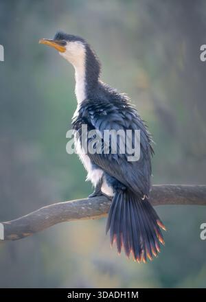 Vue arrière d'un petit cormoran pied sauvage (Microcarbo melanoleucos) perché sur une branche dans une végétation boisée floue, Australie Banque D'Images