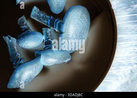 Gros plan de champignons bleu-brun inhabituels sur une plaque, inversion de couleur. Vue de dessus. Banque D'Images