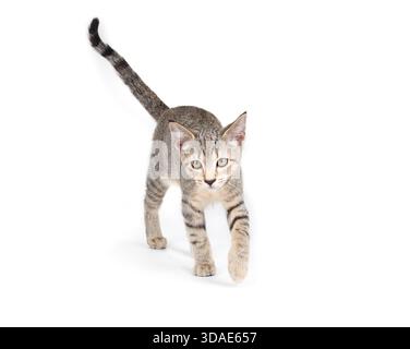 Chaton confiant marchant vers la caméra. Corps entier de petit chat tabby mignon avec un langage corporel curieux ou concentré. Vue de face. 4 mois, femelle sho Banque D'Images