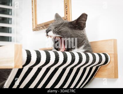 Chat bâillant avec la bouche grande ouverte dans le hamac. Chat de chat endormi et confortable couché dans une étagère murale pour chat. Chat de smoking gris avec se sentir en sécurité et h. Banque D'Images