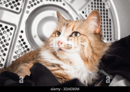 Chat dans un séchoir avec porte ouverte. Chat mignon Kitty couché à l'aise sur le dessus des vêtements, appréciant la chaleur et la cachette. Comportement dangereux des animaux avec un Banque D'Images