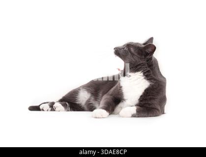 Chat détendu bâillant tout en étant allongé sur fond blanc. Corps entier de chat de smoking gris avec bouche grande ouverte, canines visibles et langue sortant. Séléc Banque D'Images