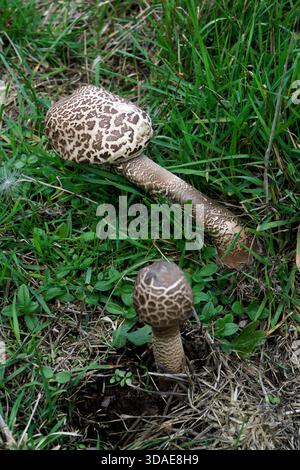Champignon parasol (Macrolepiota procera). Un champignon basidiomycète. Jeune variante immature poussant sur Fyfield Down près d'Avebury, Wiltshire, Angleterre Banque D'Images