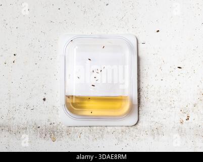 Piège à mouches de fruits sur le mur dans la salle des ordures. Gestion de la lutte antiparasitaire contre l'infestation par les mouches des fruits. Liquide dans un petit récipient attirant, piégeant et noyant a Banque D'Images