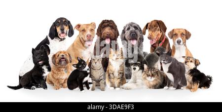 Grand groupe de chiens et de chats sur fond blanc. Collection amicale de chats et de chiens regardant la caméra. Plusieurs chiens avec des visages souriants et heureux b Banque D'Images